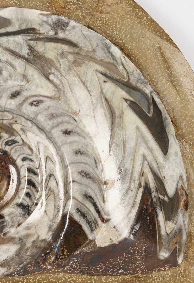 Lot 977: Fossil Collection incl. Ammonoid & Framed Display