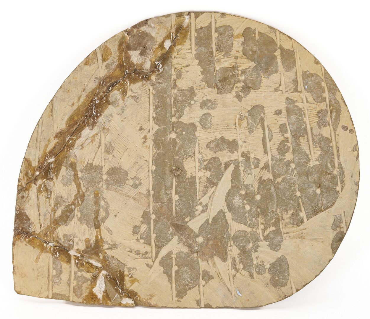 Lot 977: Fossil Collection incl. Ammonoid & Framed Display