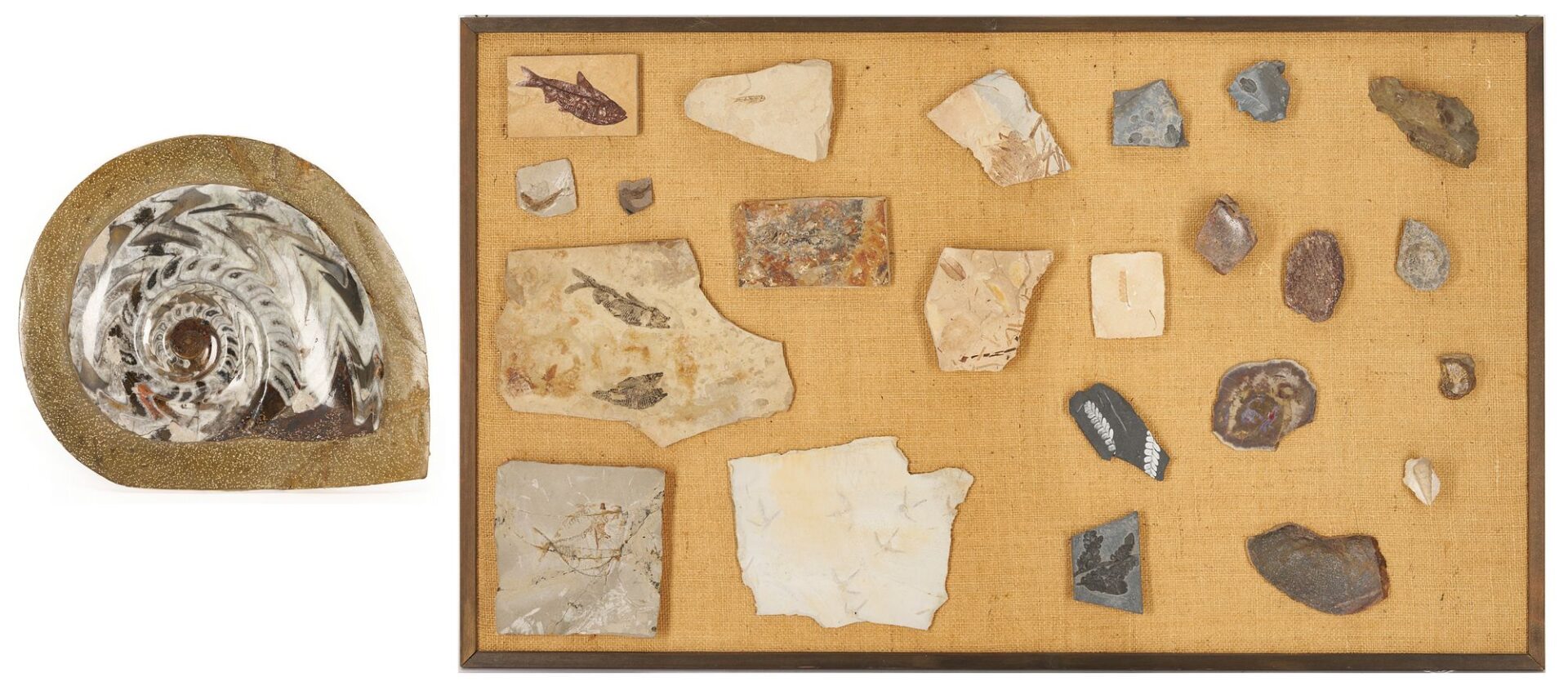 Lot 977: Fossil Collection incl. Ammonoid & Framed Display