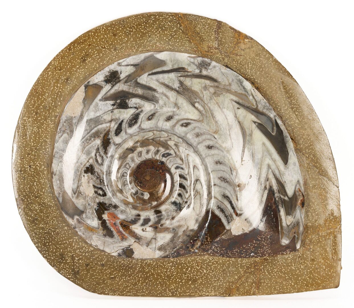 Lot 977: Fossil Collection incl. Ammonoid & Framed Display