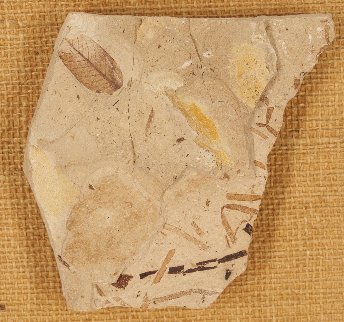 Lot 977: Fossil Collection incl. Ammonoid & Framed Display