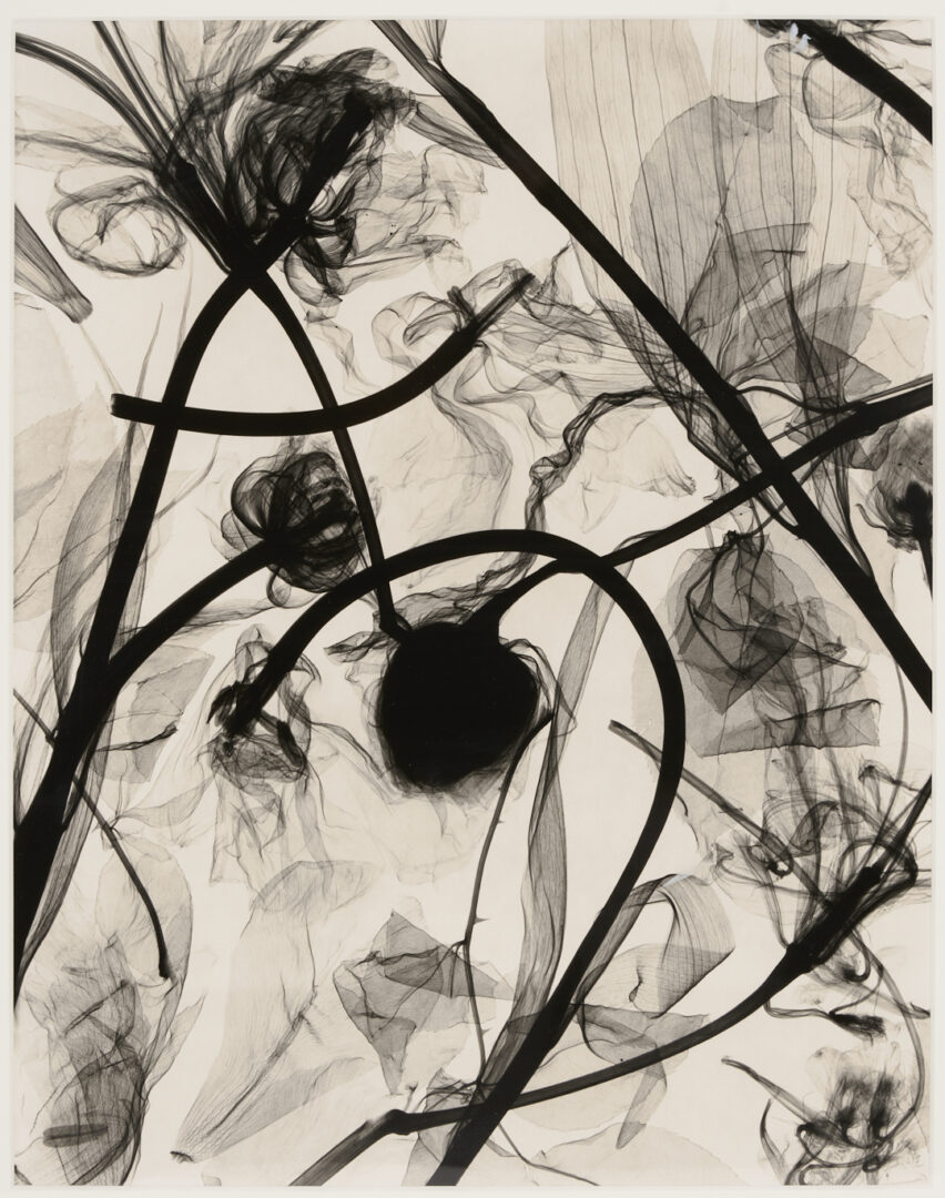 Lot 1183: Judith McMillan X-Ray Photogram, Flowers