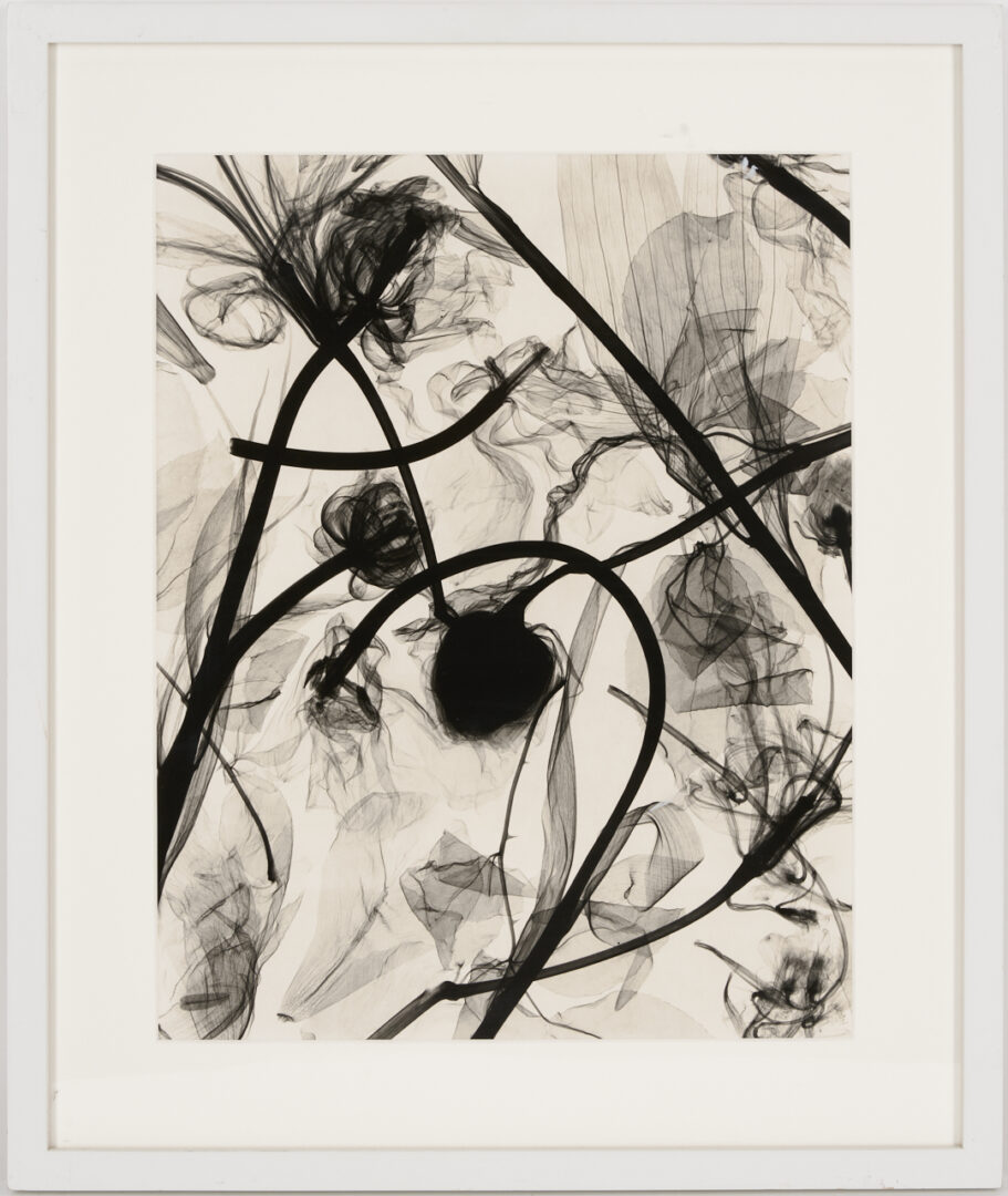 Lot 1183: Judith McMillan X-Ray Photogram, Flowers