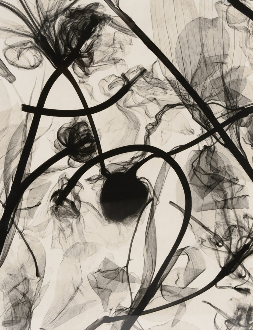 Lot 1183: Judith McMillan X-Ray Photogram, Flowers