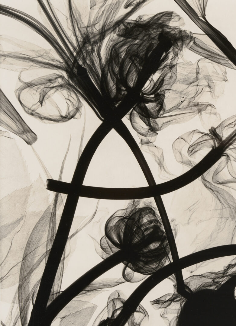 Lot 1183: Judith McMillan X-Ray Photogram, Flowers