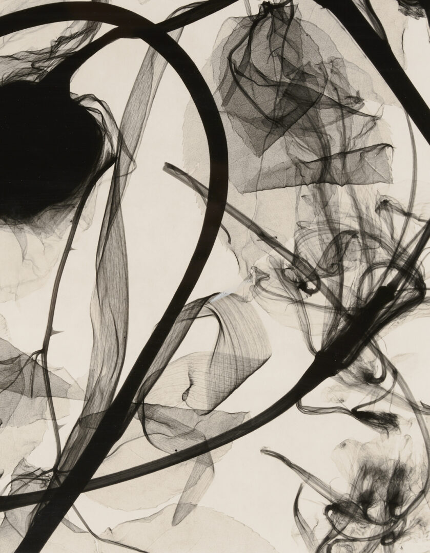 Lot 1183: Judith McMillan X-Ray Photogram, Flowers