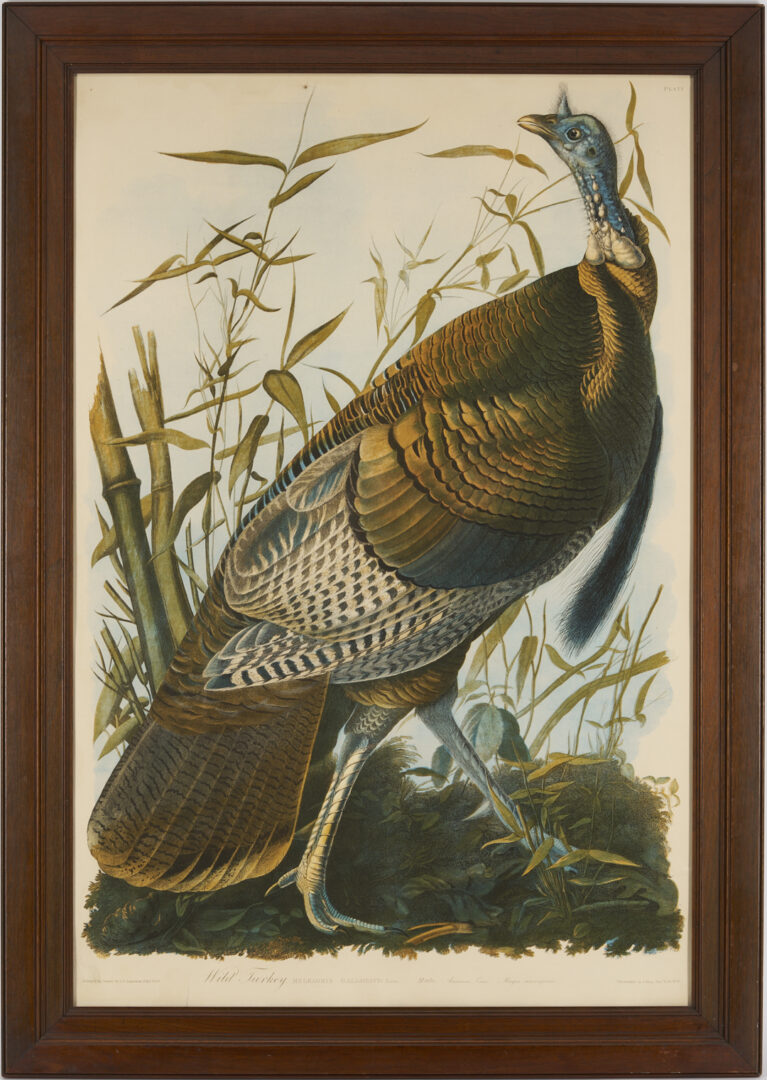 Lot 145: Audubon Wild Turkey from Birds of America, Bien Edition