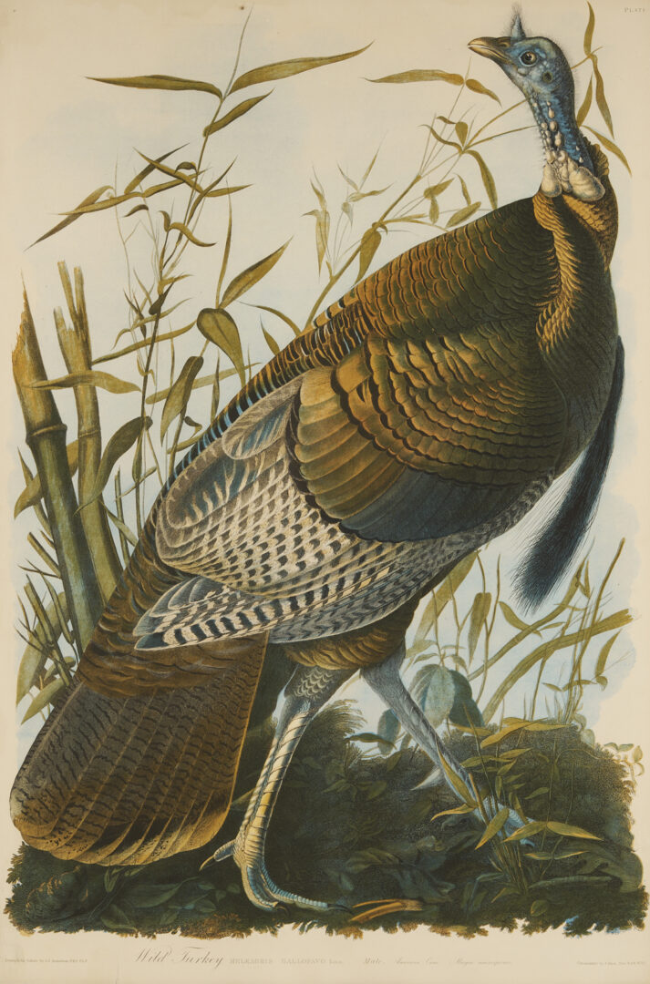 Lot 145: Audubon Wild Turkey from Birds of America, Bien Edition