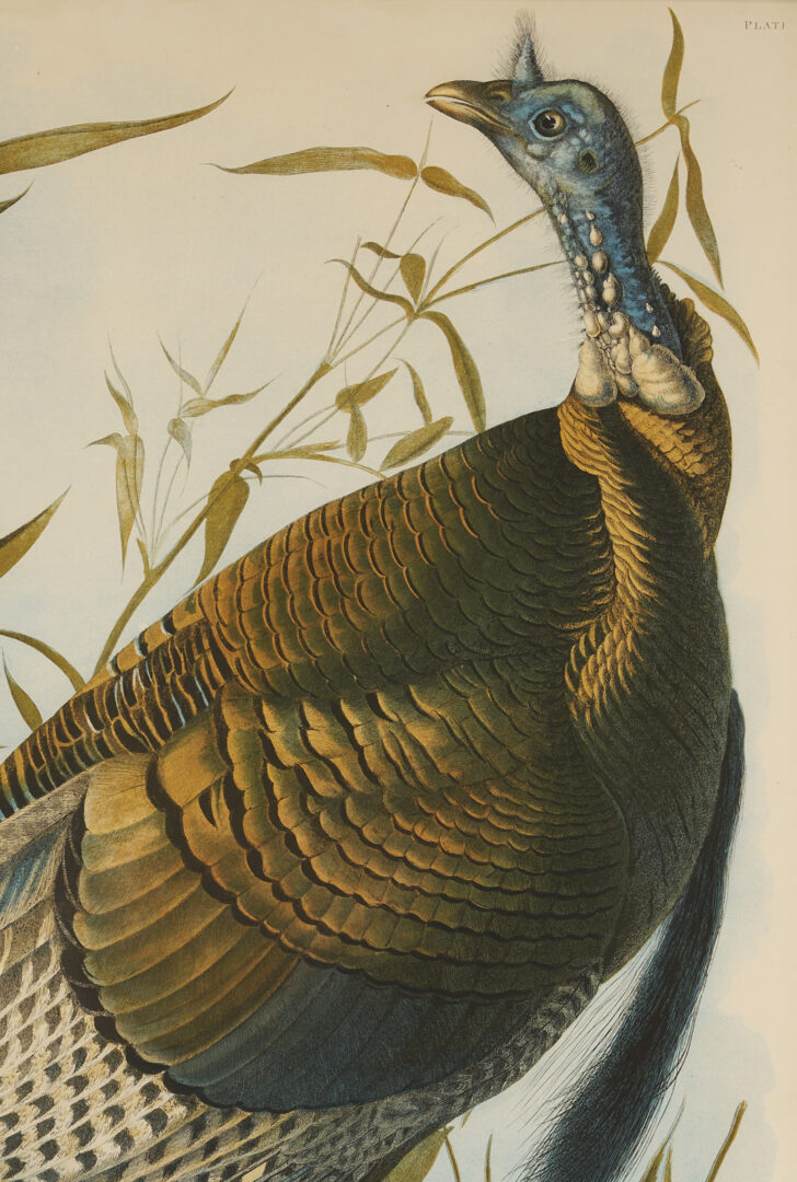 Lot 145: Audubon Wild Turkey from Birds of America, Bien Edition