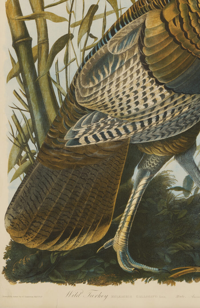 Lot 145: Audubon Wild Turkey from Birds of America, Bien Edition