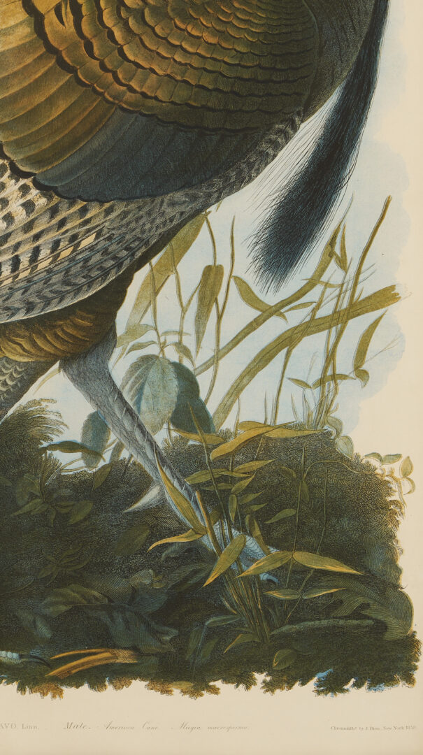 Lot 145: Audubon Wild Turkey from Birds of America, Bien Edition