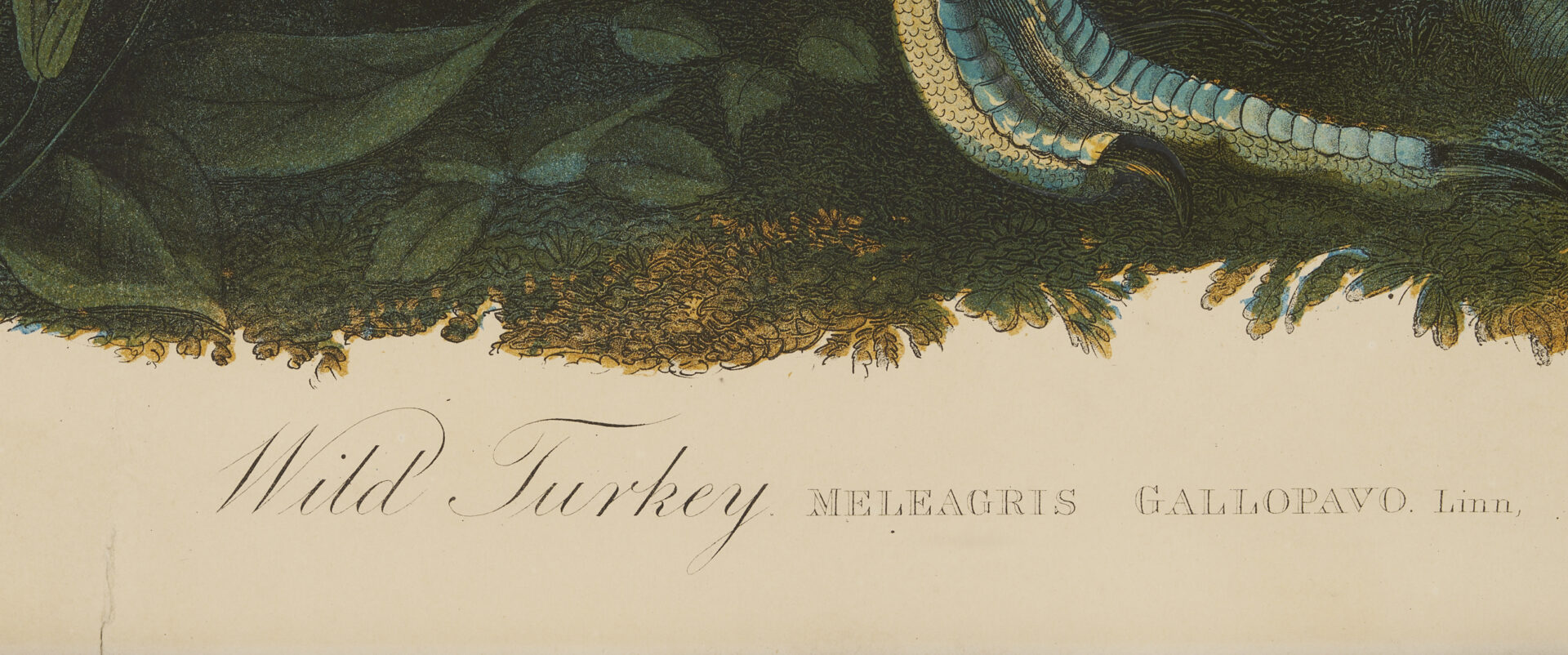 Lot 145: Audubon Wild Turkey from Birds of America, Bien Edition