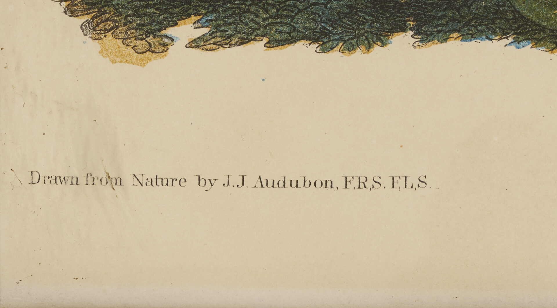 Lot 145: Audubon Wild Turkey from Birds of America, Bien Edition