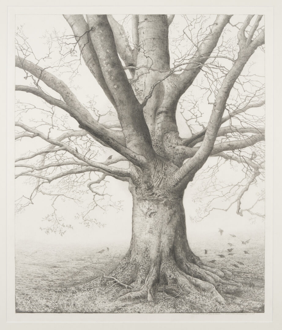 Lot 500: Charles Brindley Tree Portrait, "Beech Tree at Beechlawn"