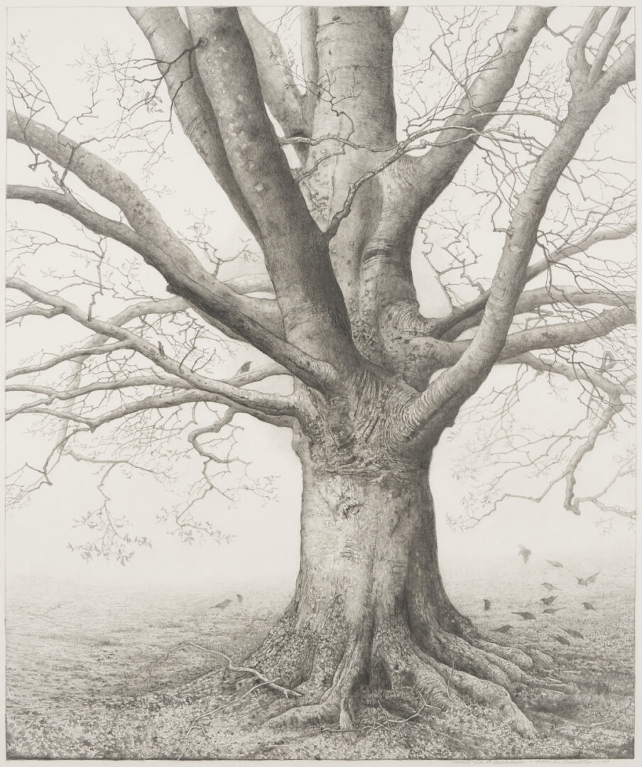 Lot 500: Charles Brindley Tree Portrait, "Beech Tree at Beechlawn"