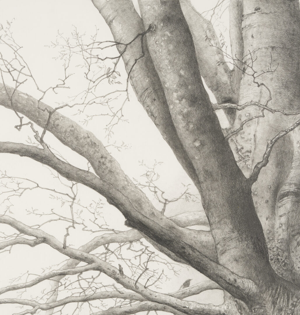 Lot 500: Charles Brindley Tree Portrait, "Beech Tree at Beechlawn"