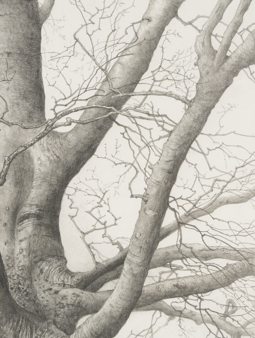 Lot 500: Charles Brindley Tree Portrait, "Beech Tree at Beechlawn"