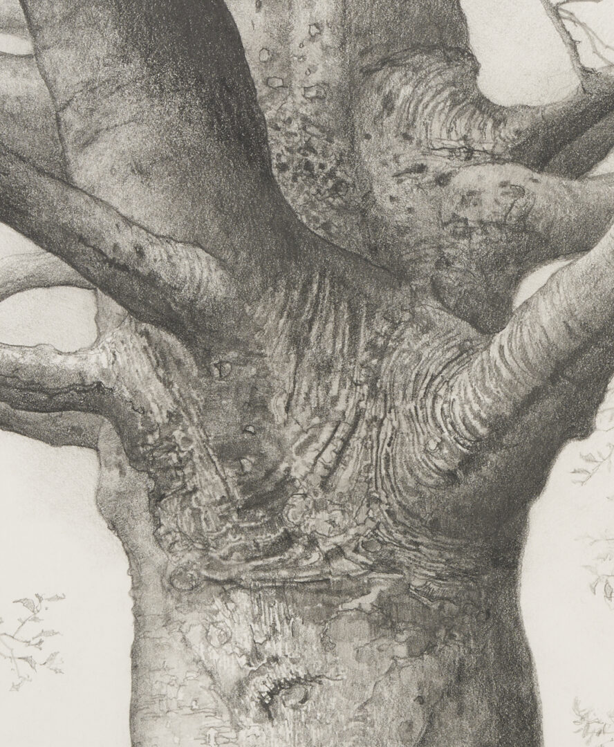 Lot 500: Charles Brindley Tree Portrait, "Beech Tree at Beechlawn"