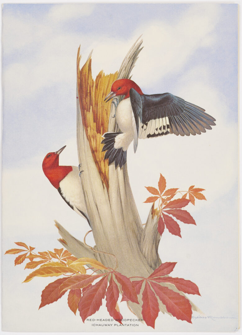 Lot 580: 13 Athos Menaboni Ornithological Christmas Cards for Robert Woodruff