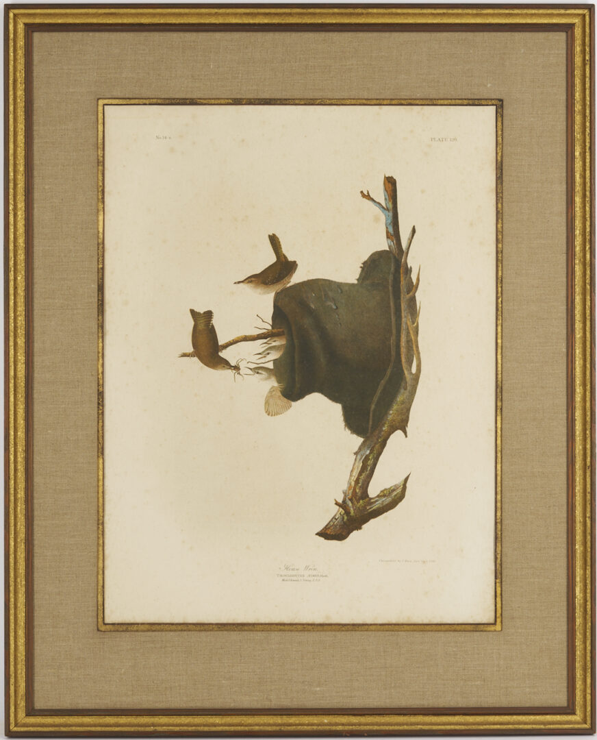 Lot 581: Audubon House Wren from Birds of America, Bien Edition