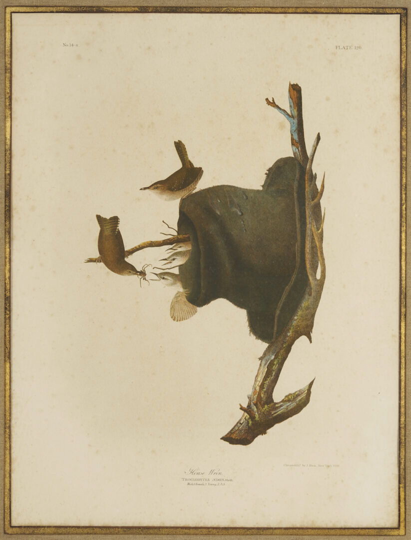 Lot 581: Audubon House Wren from Birds of America, Bien Edition