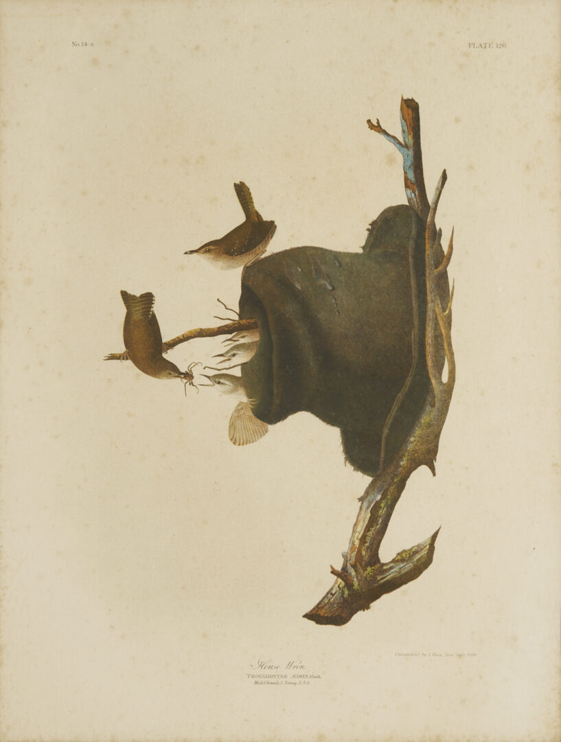 Lot 581: Audubon House Wren from Birds of America, Bien Edition