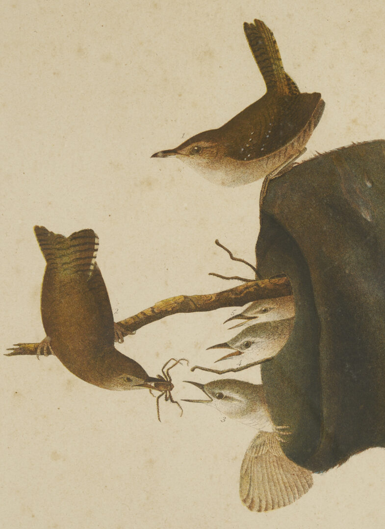 Lot 581: Audubon House Wren from Birds of America, Bien Edition