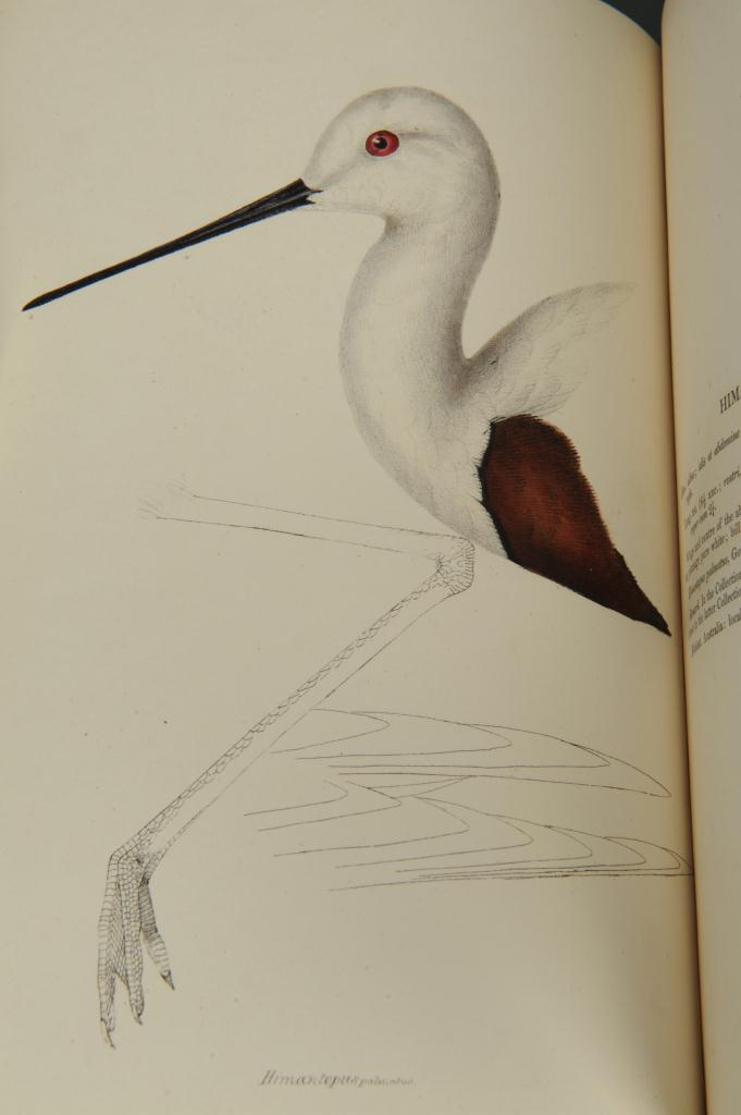 Lot 161: Gould’s Synopsis of The Birds of Australia