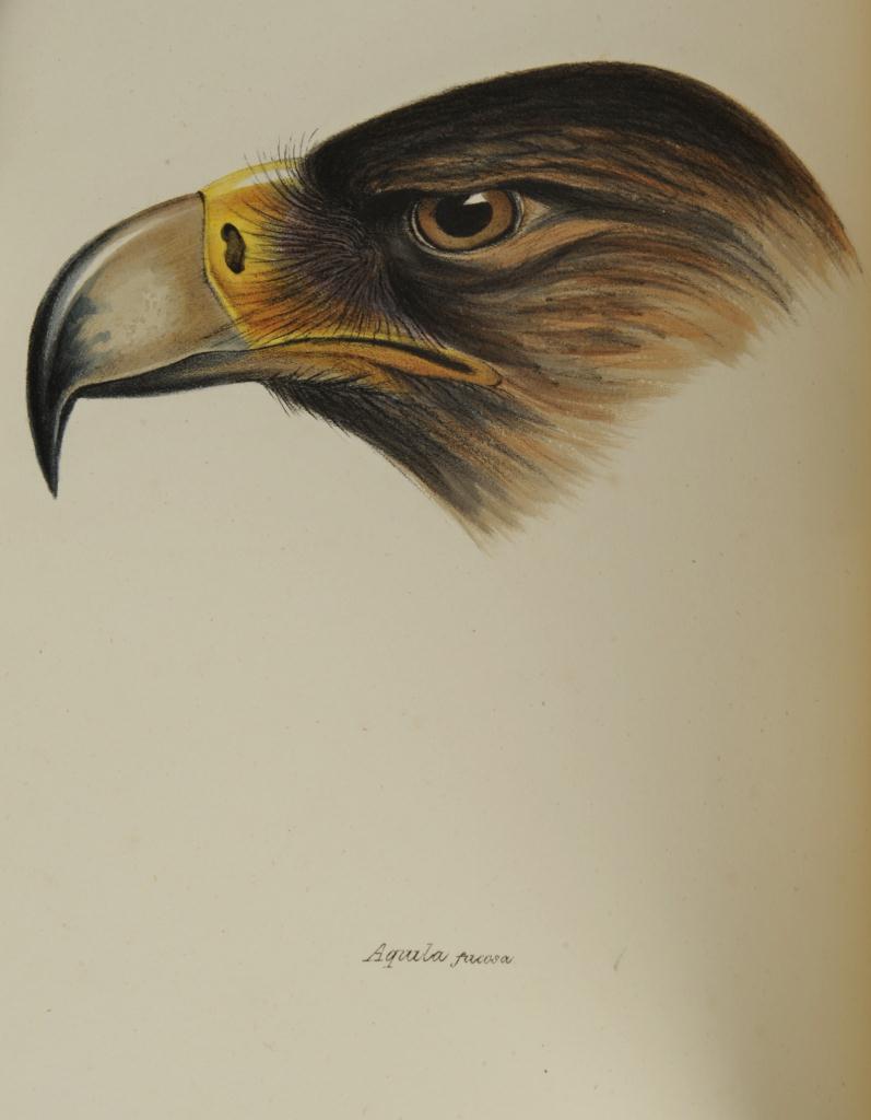 Lot 161: Gould’s Synopsis of The Birds of Australia