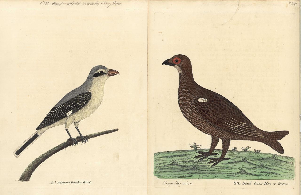 Lot 162: Eleazar Albin, 23 Bird Engravings