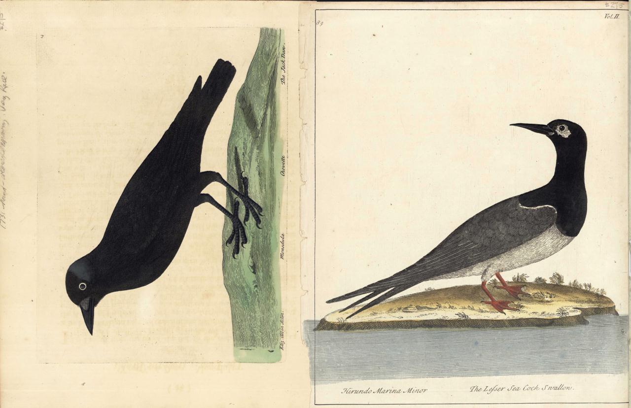 Lot 162: Eleazar Albin, 23 Bird Engravings