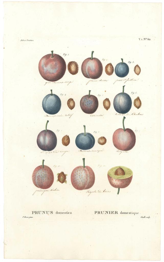 Lot 163: Redoute & Bessa fruit prints, 19th c.