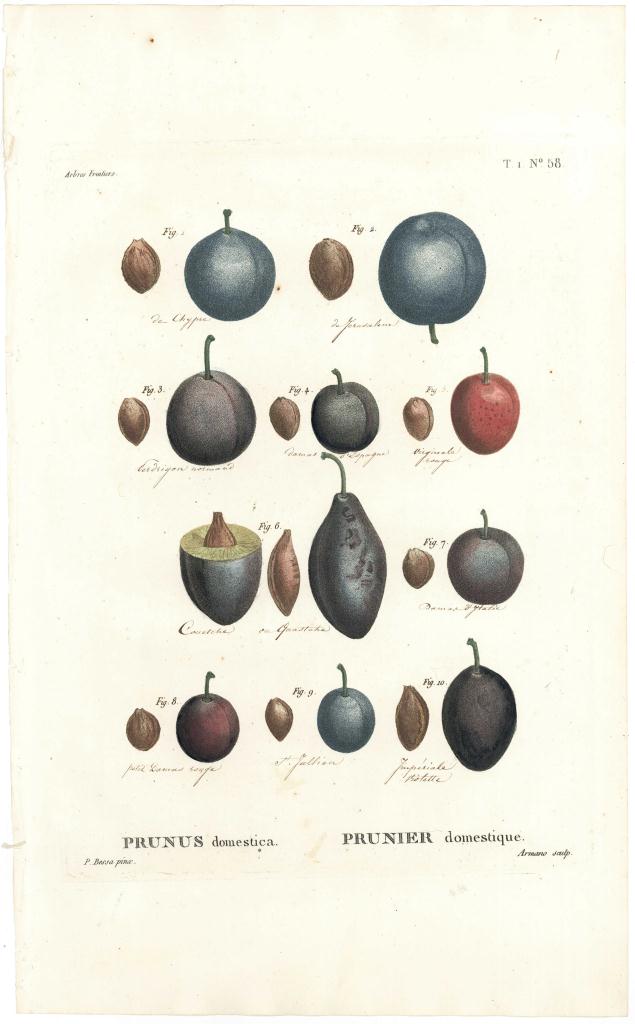 Lot 163: Redoute & Bessa fruit prints, 19th c.