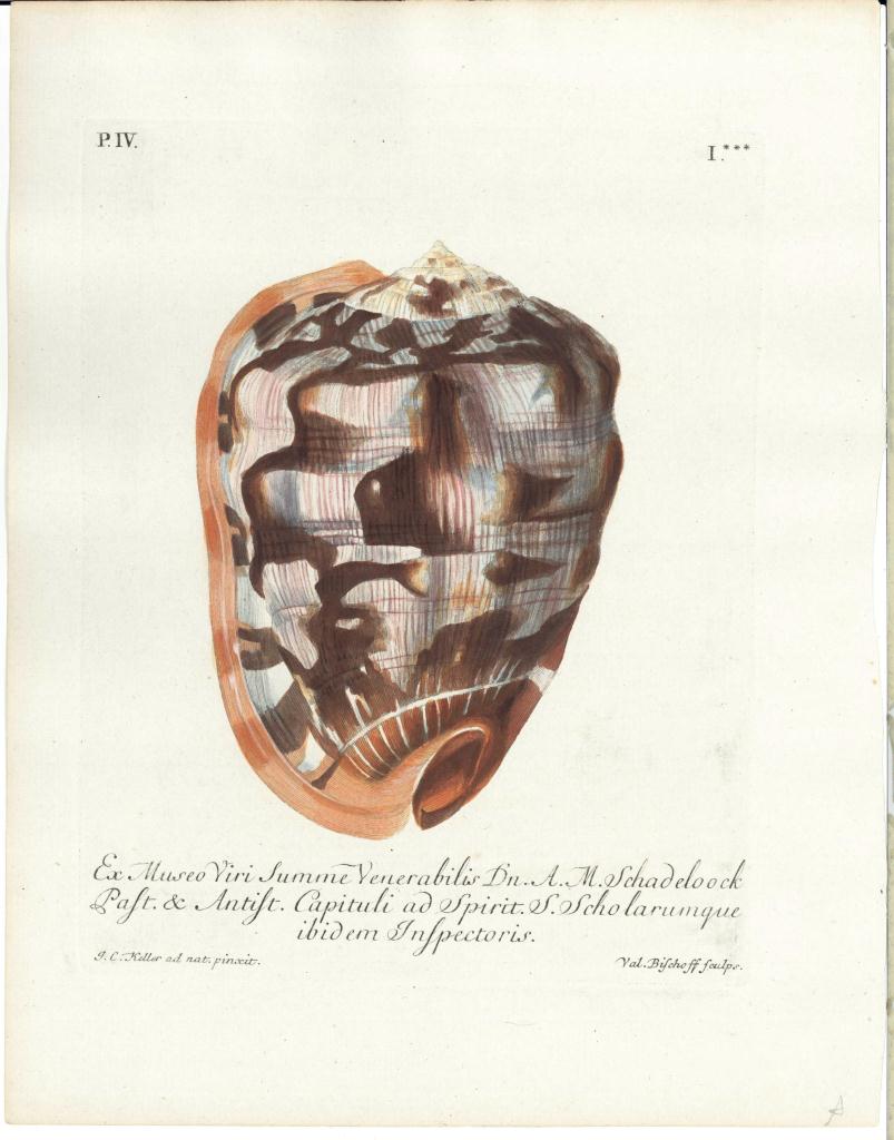 Lot 538: 7 Shell Engravings, 18th century