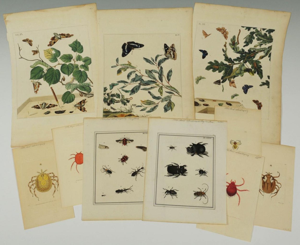 Lot 539: Group of 18th c. butterfly, tick and spider prints