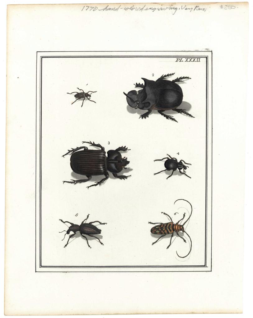 Lot 539: Group of 18th c. butterfly, tick and spider prints