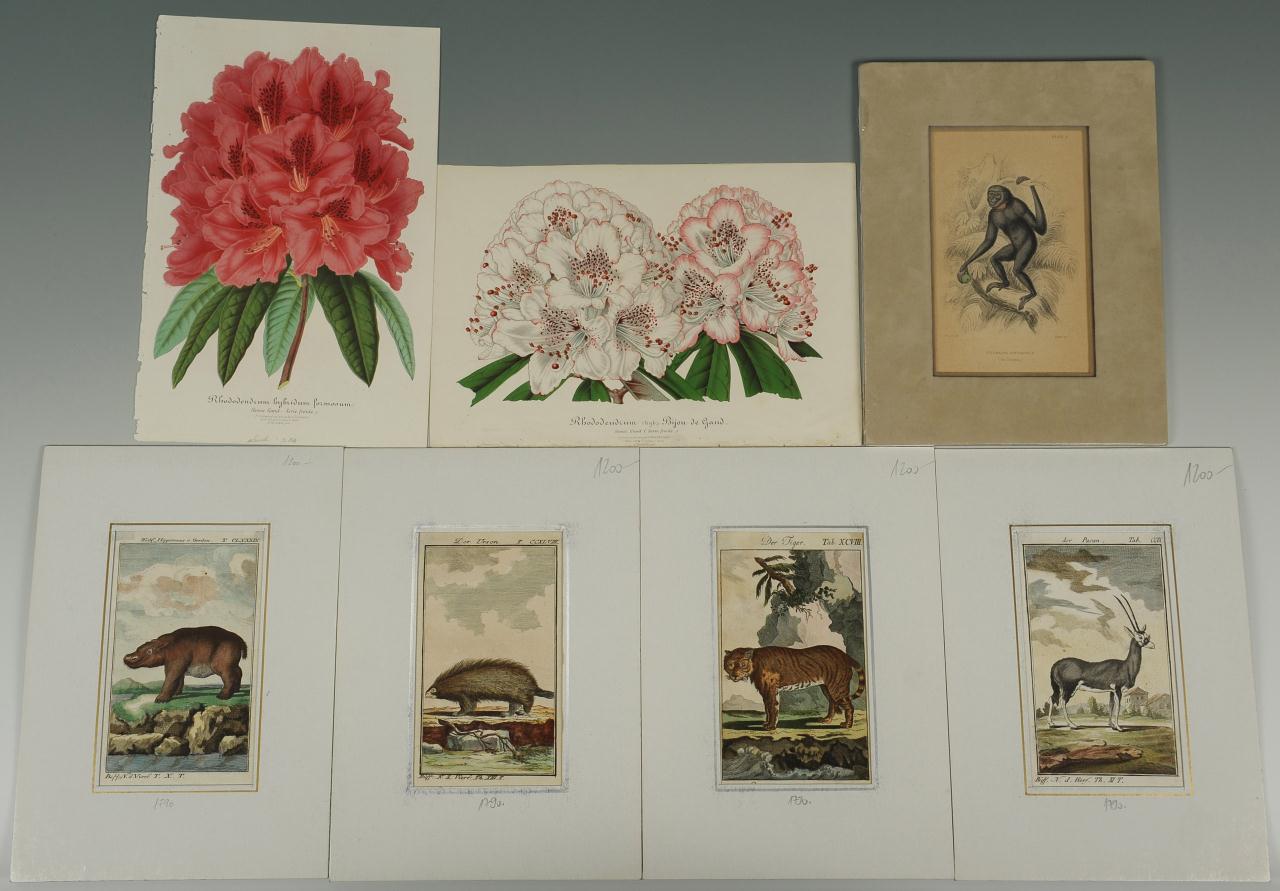 Lot 540: 7 Zoology and Botany prints, 18th and 19th c.
