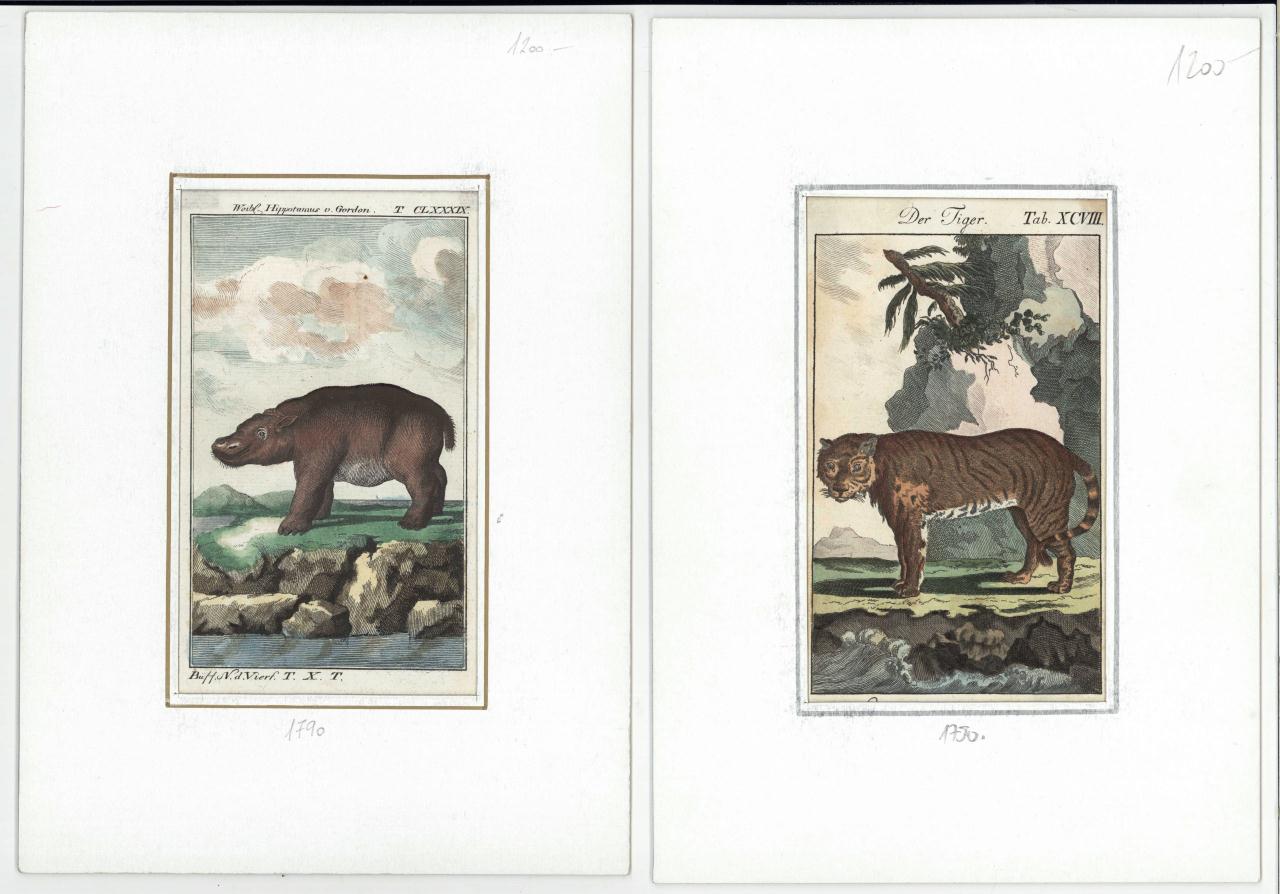 Lot 540: 7 Zoology and Botany prints, 18th and 19th c.