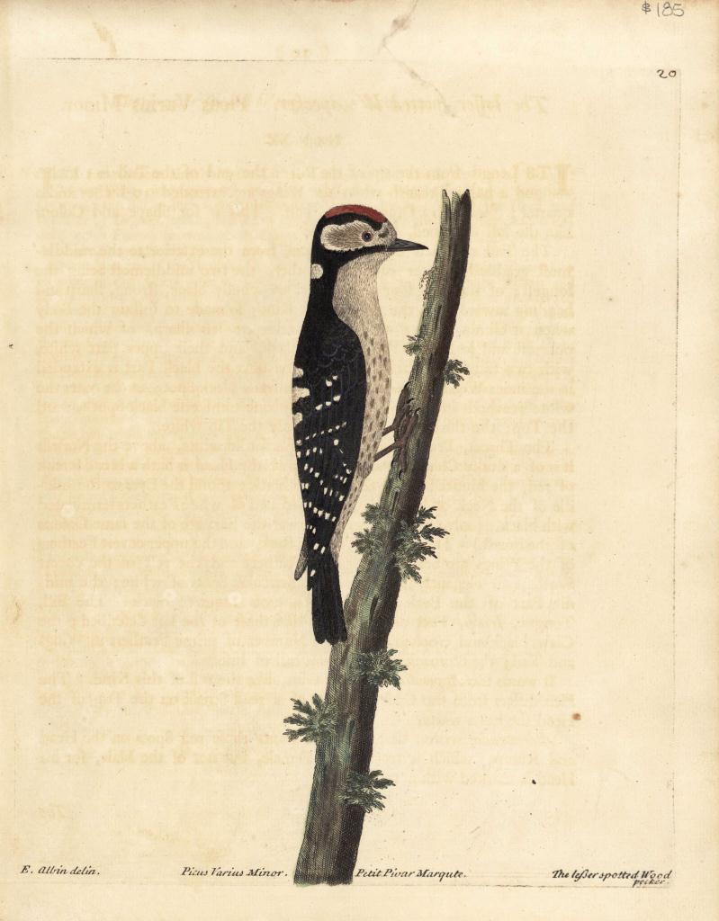 Lot 541: 6 Ornithology Bird Prints & W. Lewin egg prints