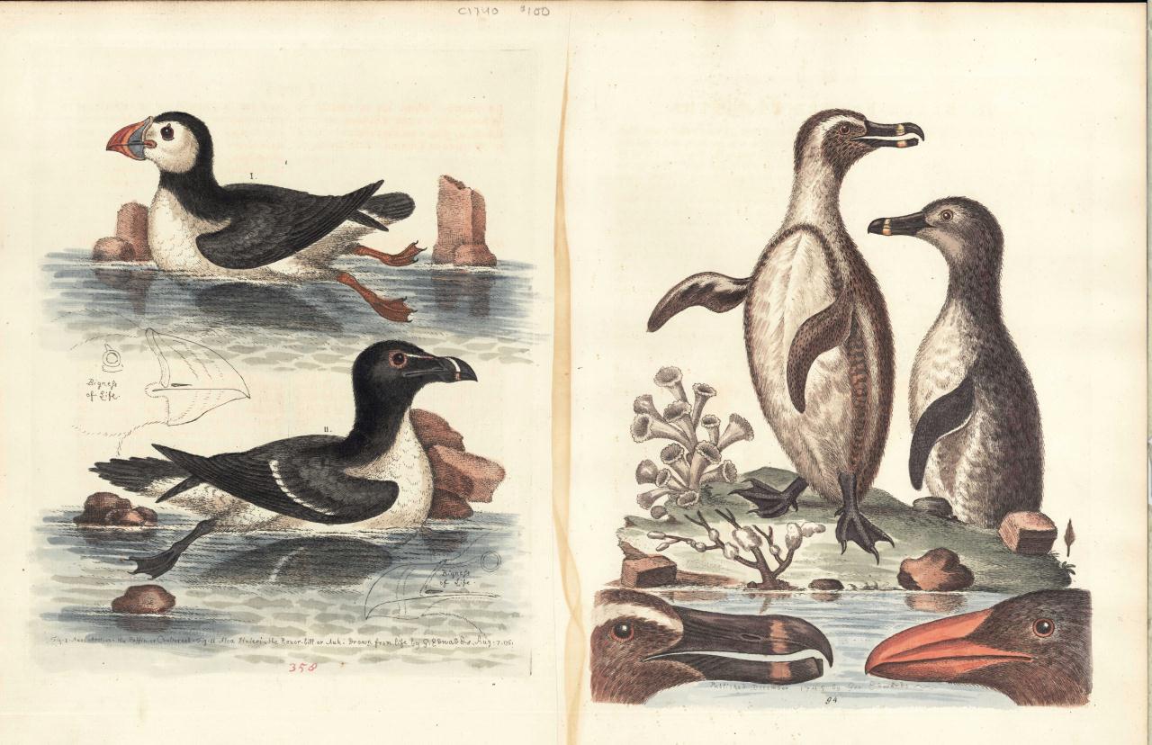 Lot 541: 6 Ornithology Bird Prints & W. Lewin egg prints