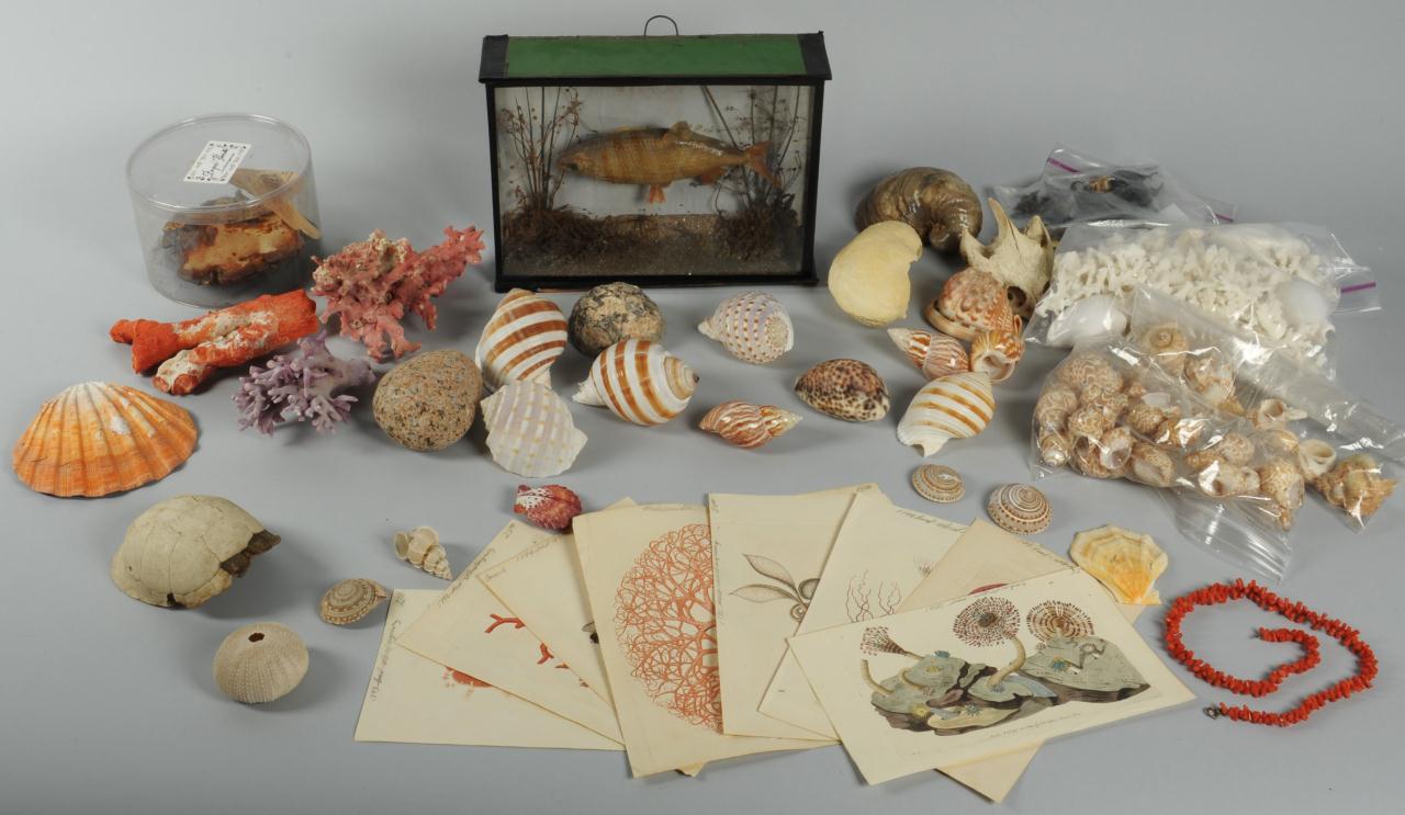 Lot 612: Collection of Sea Shells, Prints, Diorama and Neck