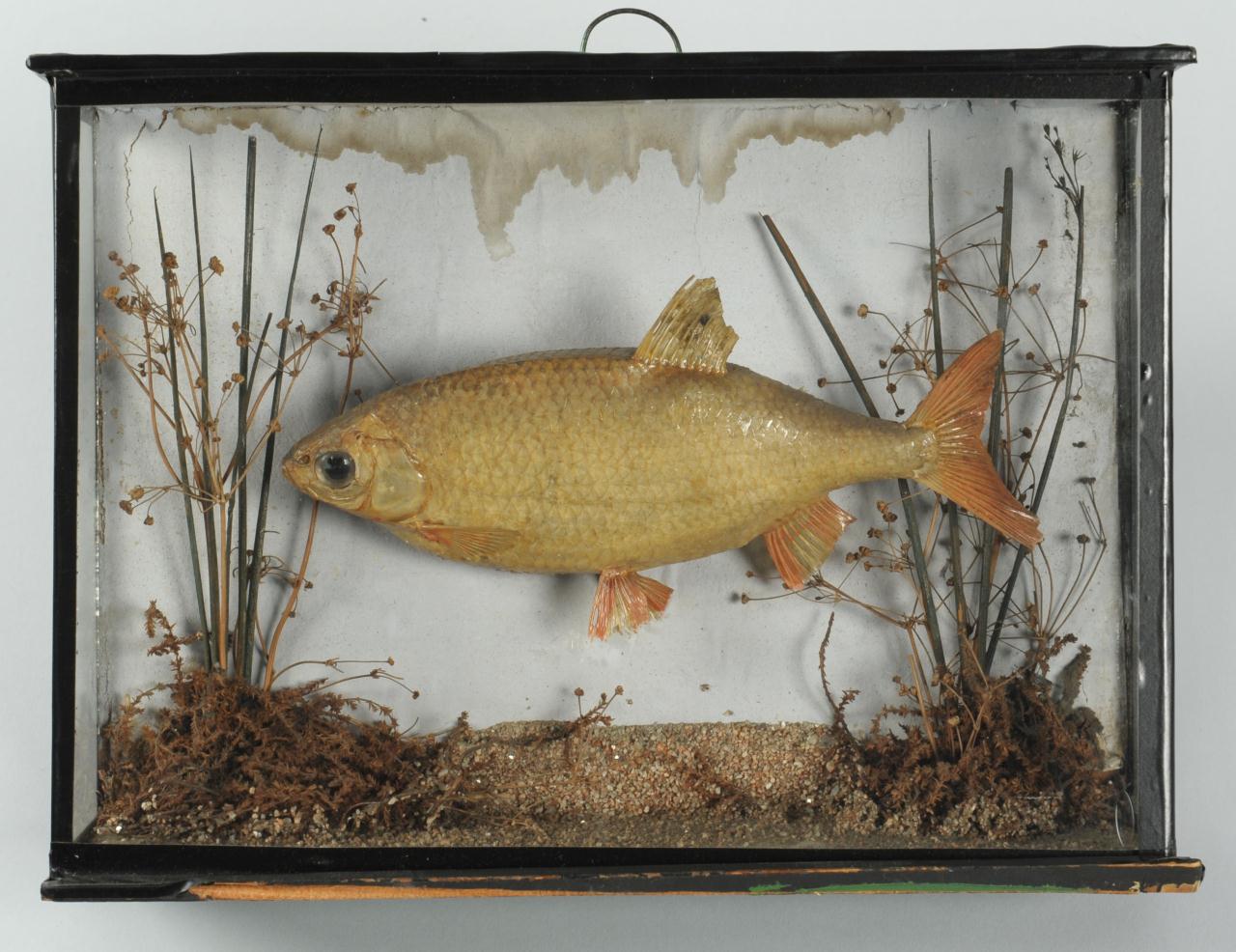 Lot 612: Collection of Sea Shells, Prints, Diorama and Neck