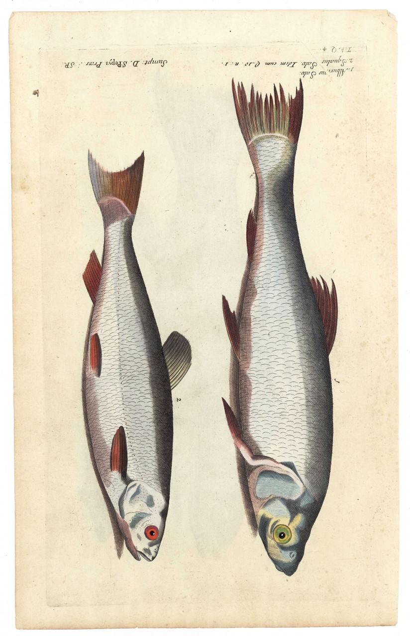 Lot 482: 4 Fish Engravings, F. Willughby Historia Piscium