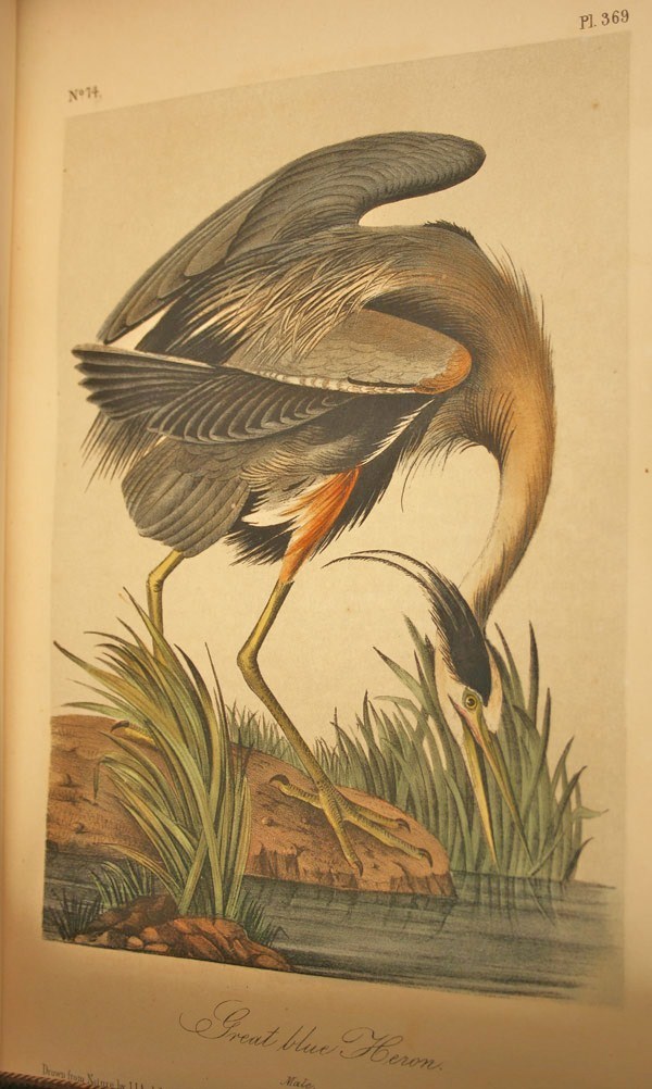 Lot 484: Set of 10 Audubon books, Octavo Birds & Quadrupeds