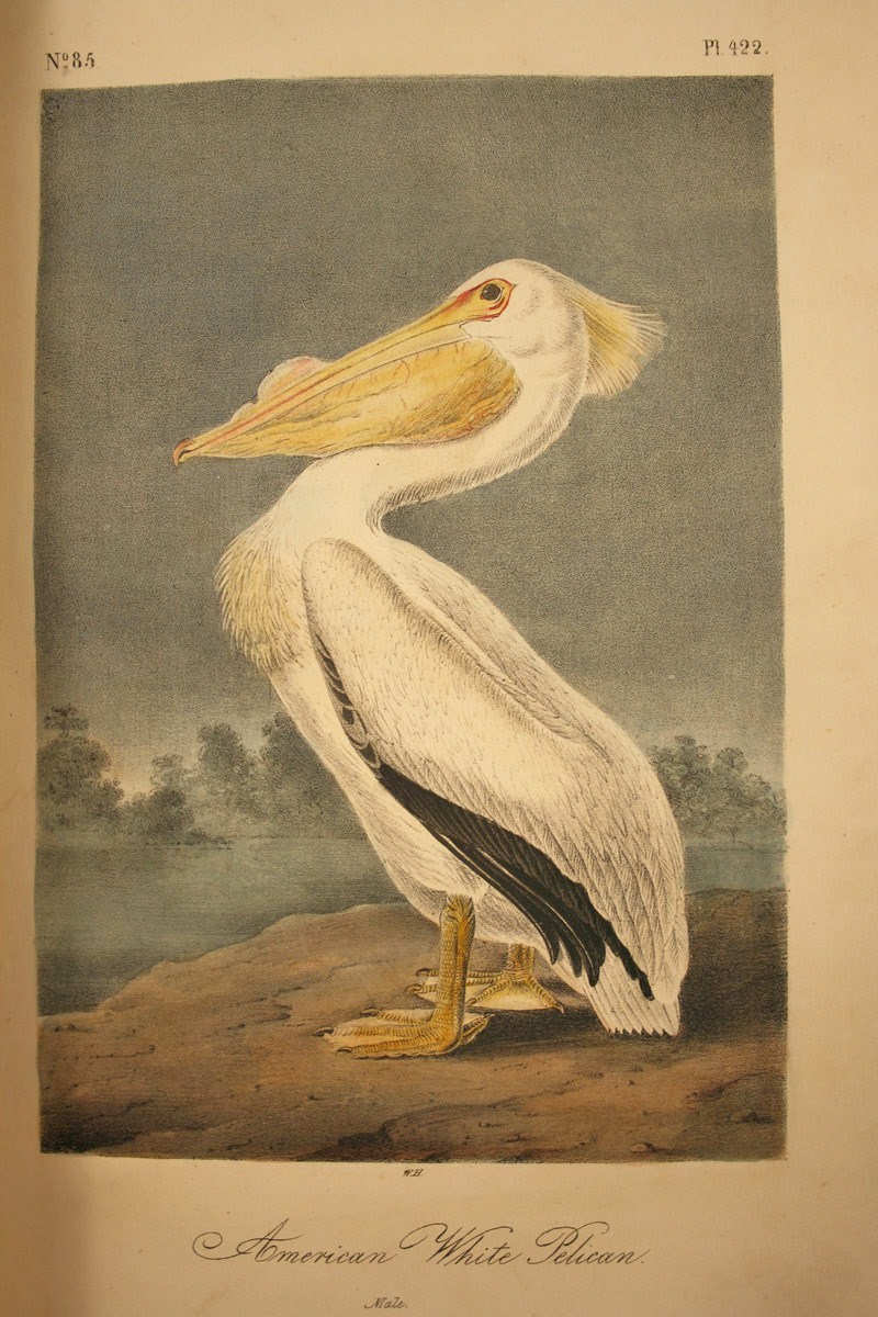 Lot 484: Set of 10 Audubon books, Octavo Birds & Quadrupeds