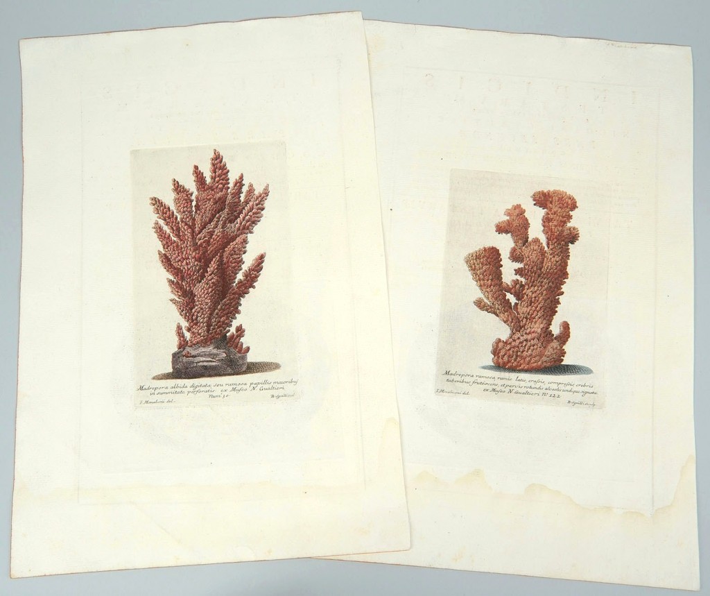 Lot 491: 2 Nicolai Gualtieri colored coral engravings