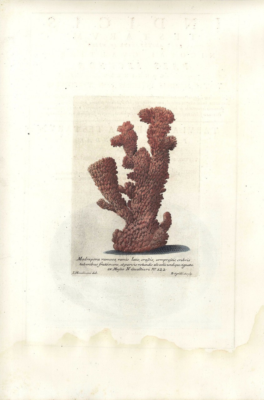 Lot 491: 2 Nicolai Gualtieri colored coral engravings