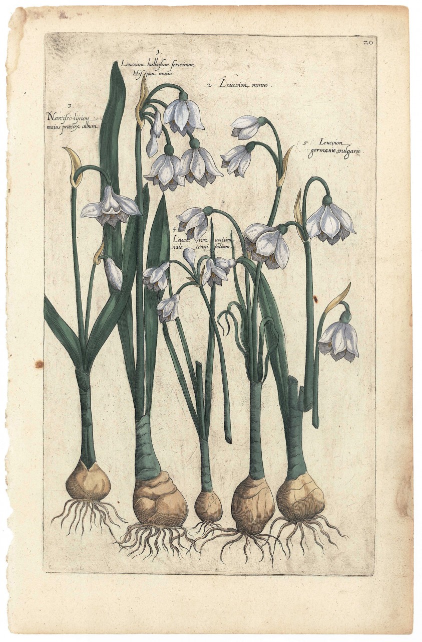 Lot 493: Three E. Sweert Colored floral engravings