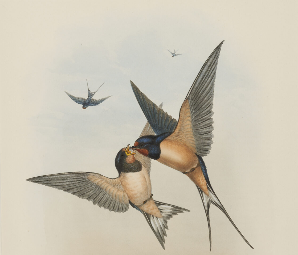 Lot 887: 4 Gould & Richter Colored Lithographs, Hummingbirds & Birds of Great Britain